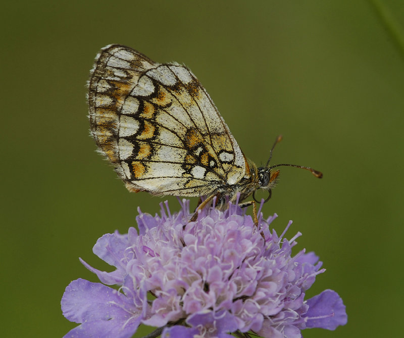 Fritillary.