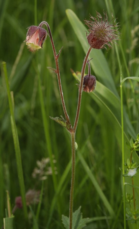 Geum rivale.