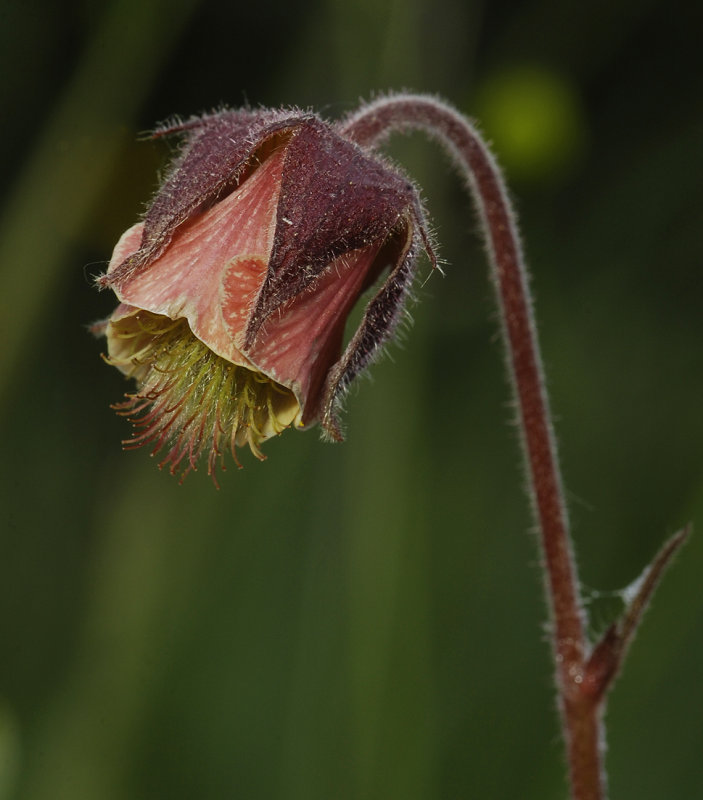 Geum rivale. Close-up.