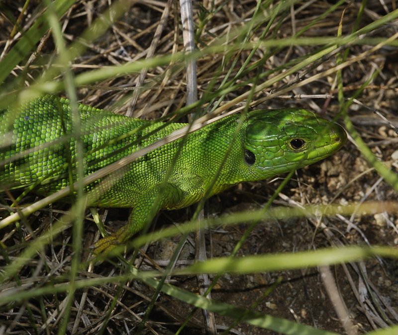 Lacerta viridis.