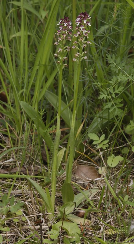 Neotinea ustulata subsp. ustulata.