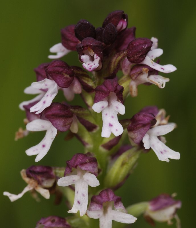 Neotinea ustulata subsp. ustulata. Close-up.