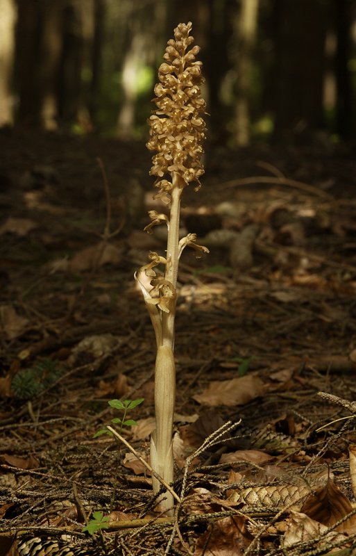Neottia nidus-avis.