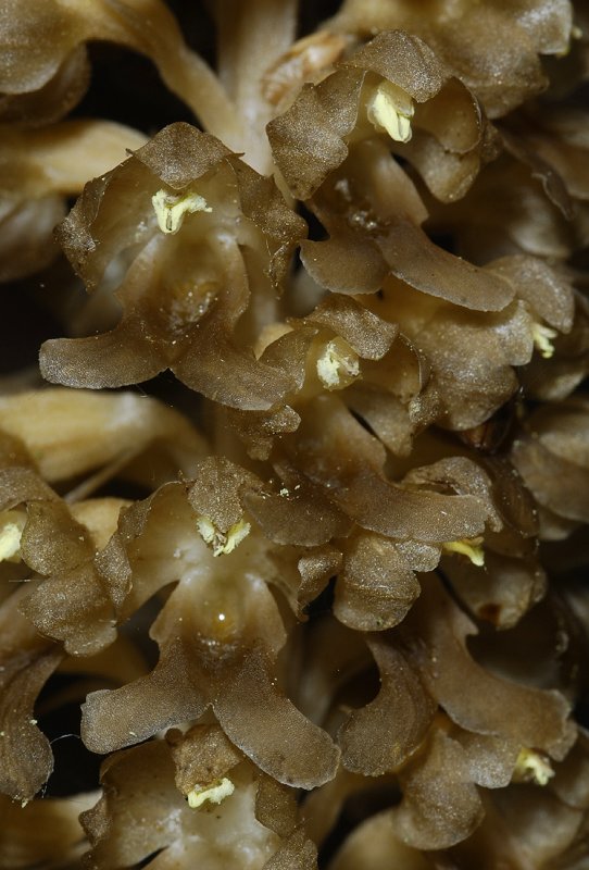 Neottia nidus-avis. Close-up.