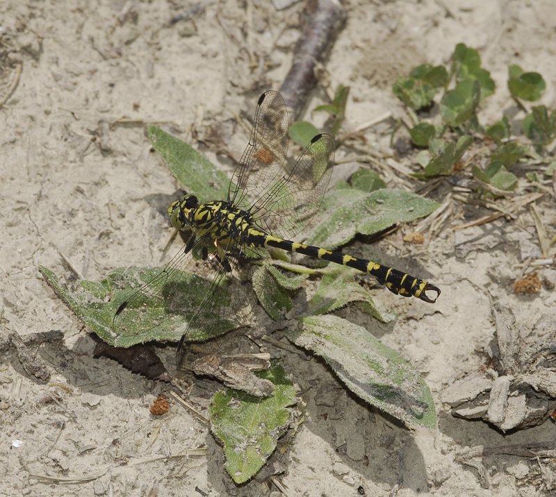 Onychogomphus forcipatus.