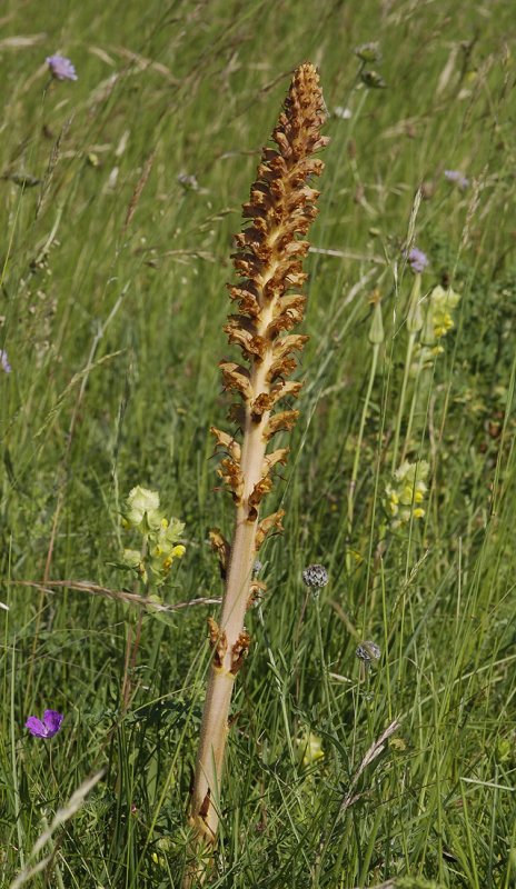 Orobanche elatior