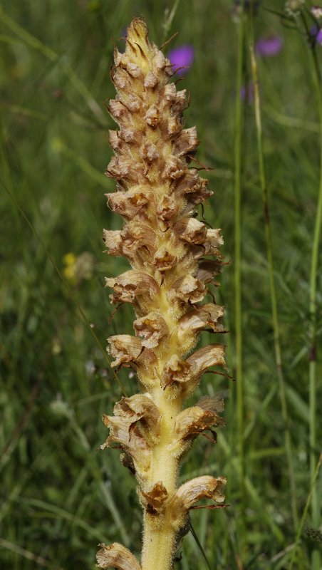 Orobanche rapum-genistae. closer.