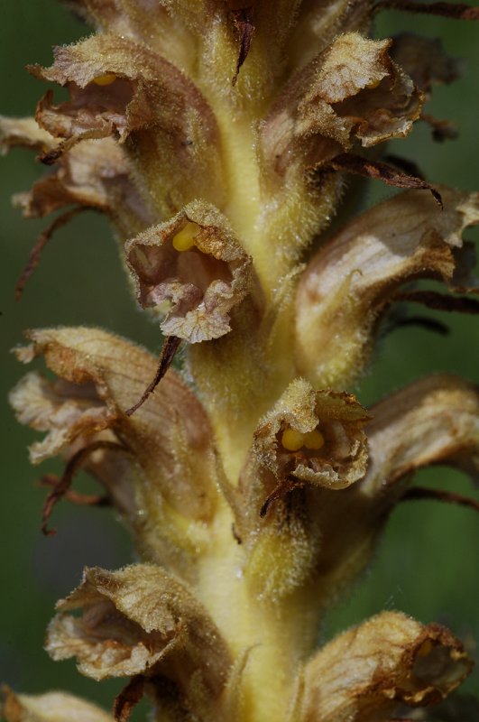 Orobanche rapum-genistae. Close-up.