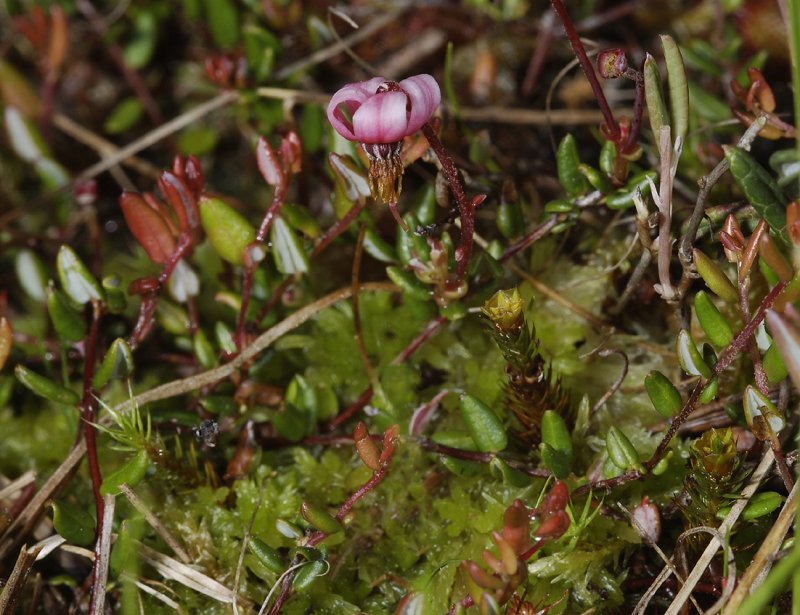 Vaccinium oxycoccus.
