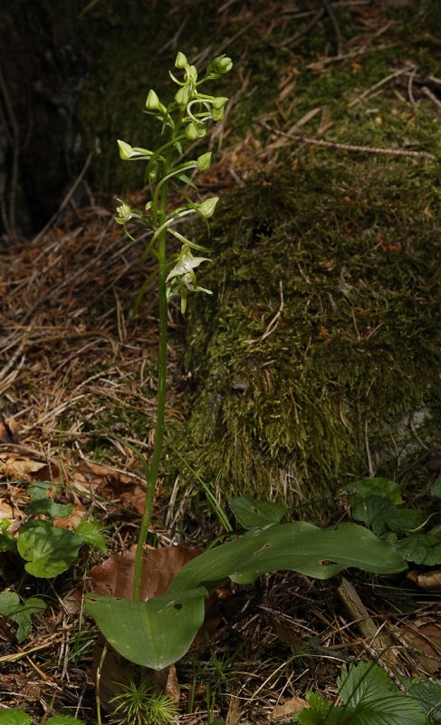 Planthanthera montana.