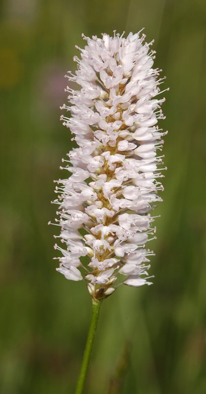 Persicaria bistorta. Close-up.