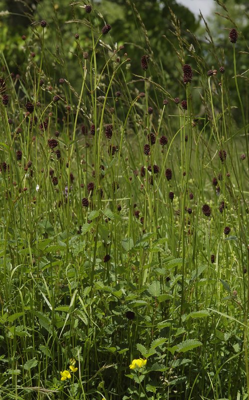 Sanguisorba officinalis.