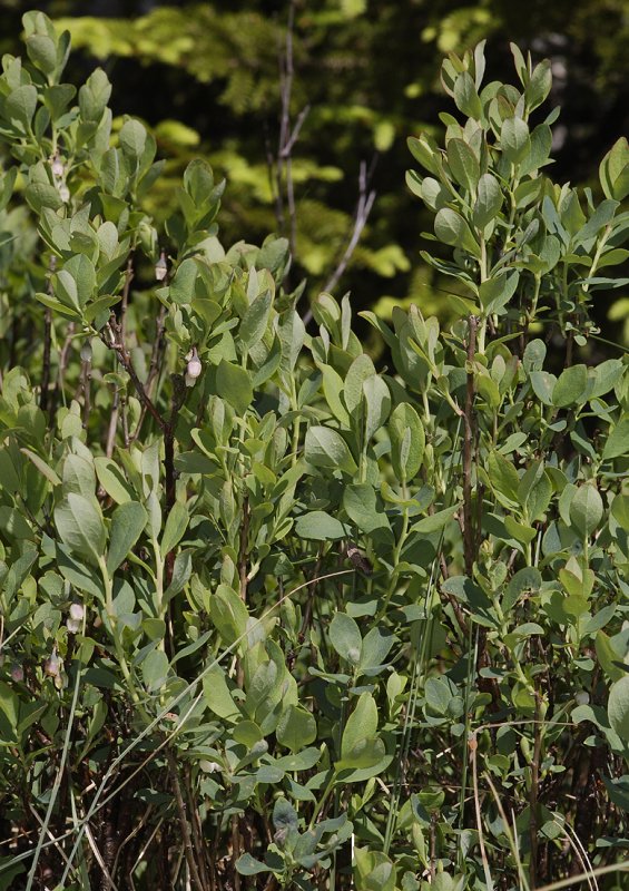 Vaccinium uliginosum.