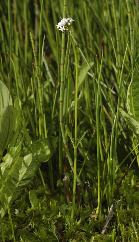 Valeriana dioica.