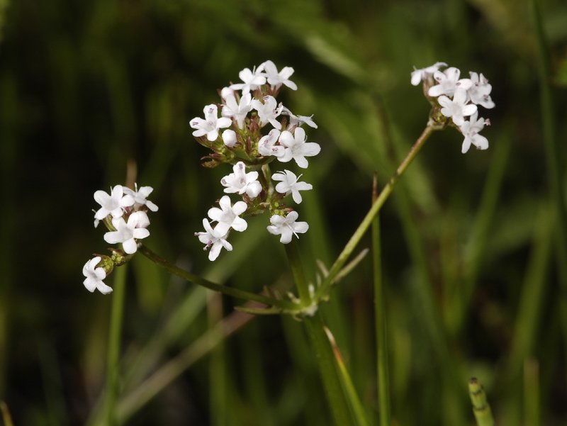 Valeriana dioica. Close-up.