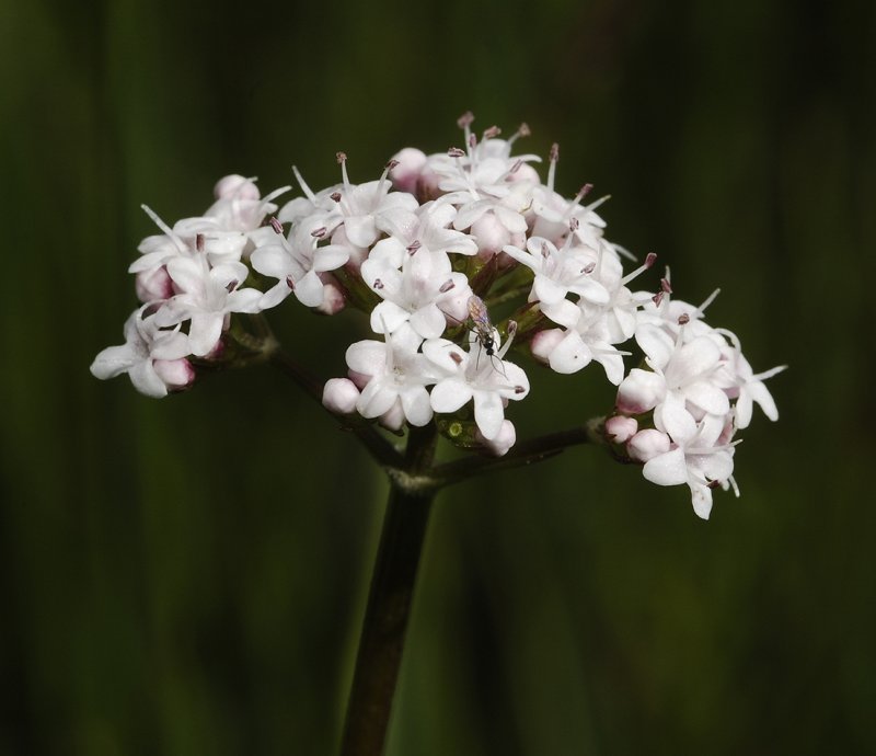Valeriana dioica. Close-up.