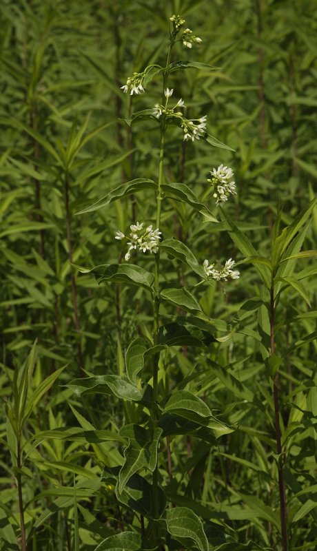 Vincetoxicum hirundinaria.