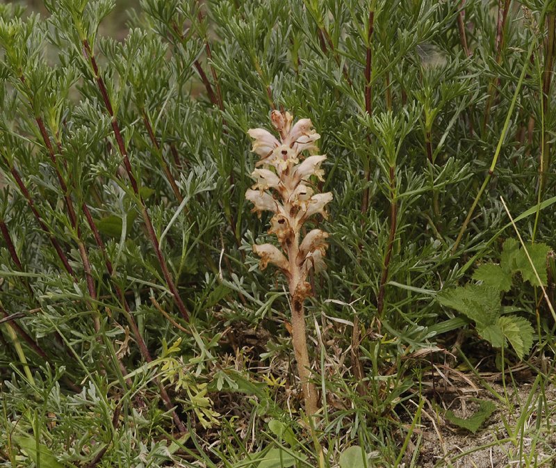 Orobanche caryophyllaceae. In habitat.
