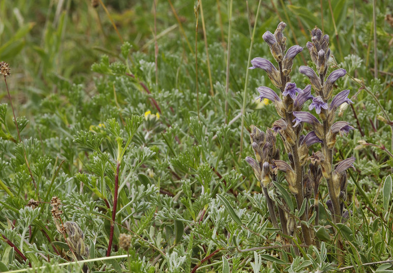 Orobanche purpurea. In habitat.