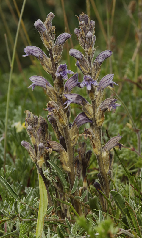 Orobanche purpurea.
