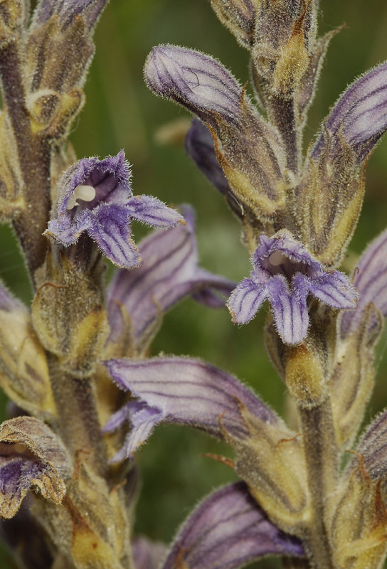 Orobanche purpurea. Closer.