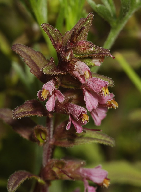 Odontites vernus subsp. serotinus. Close-up.