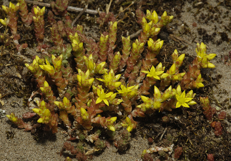 Sedum acre.