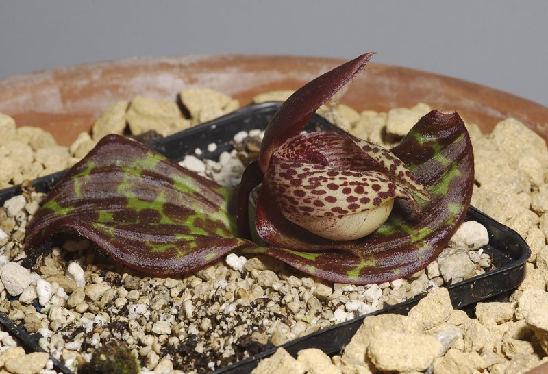Cypripedium lichiangense. Side.