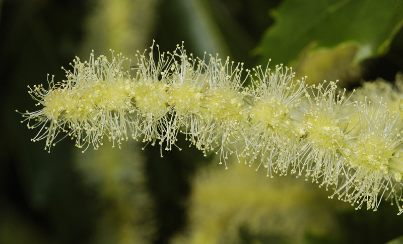 Castanea sativa. Male flowers close-up.