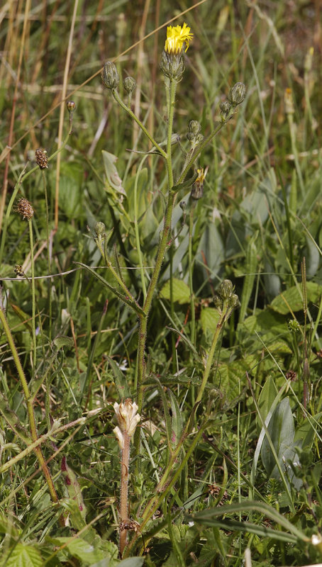 Orobanche picridis. Emerging at the base of its hostplant Picris hieracioides.