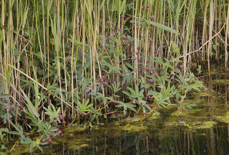 Comarum palustre.