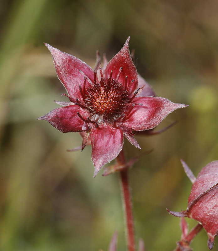 Comarum palustre. Close-up.