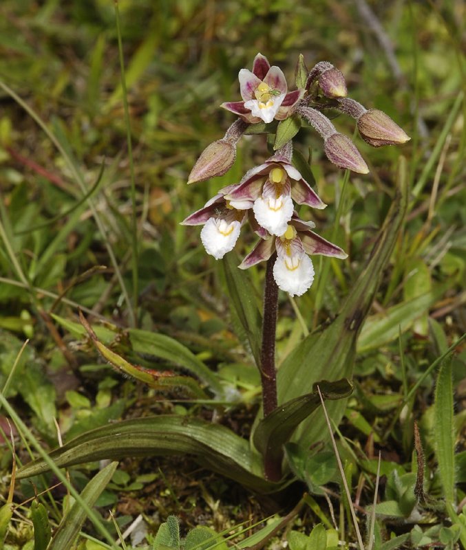Epipactis palustris.