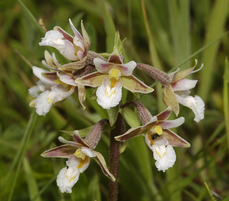 Epipactis palustris. Closer.