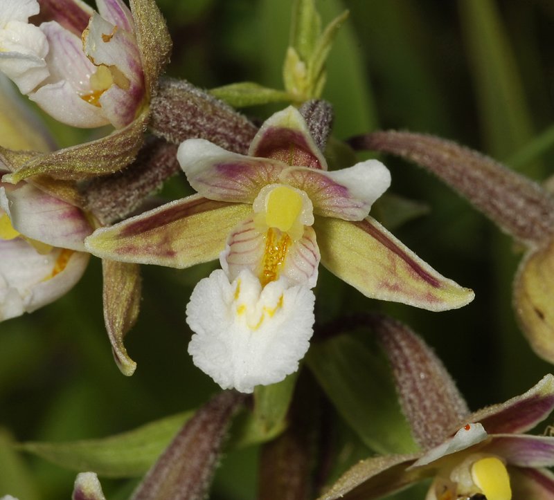 Epipactis palustris. Close-up.