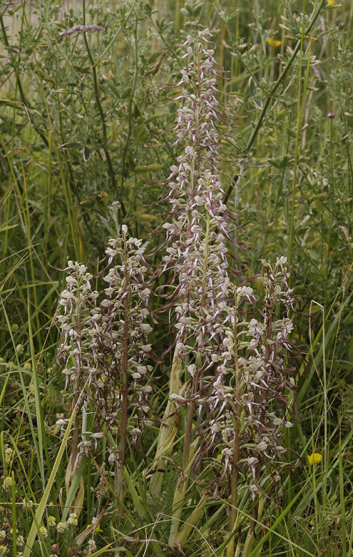Himantoglossum hircinum. Group.