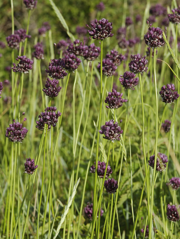 Allium scorodoprasum. Closer.