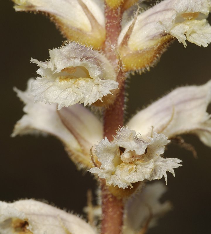 Orobanche minor. Odd clone. Close-up.