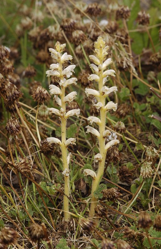 Orobanche minor. Pale.