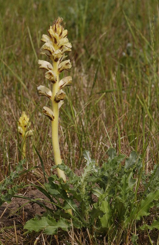 Orobanche reticulata subsp. pallidiflora between its host Cirsium arvense.
