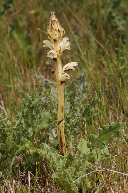 Orobanche reticulata subsp. pallidiflora.