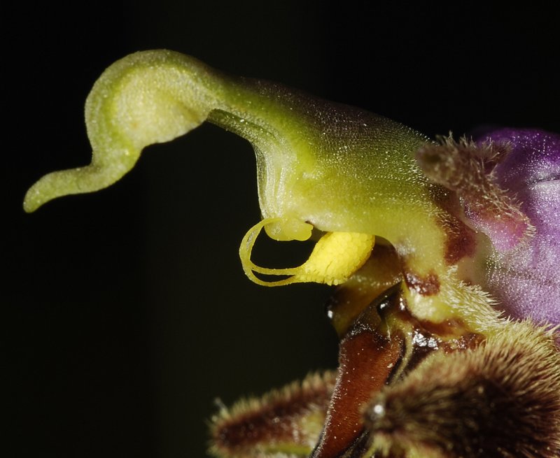 Ophrys apifera var. apifera. Self pollination. closer.