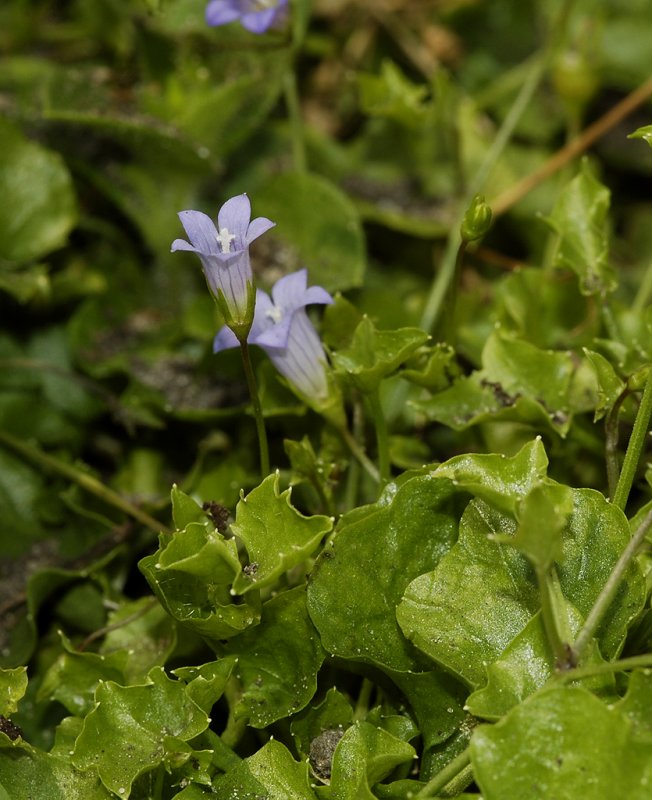 Wahlenbergia hederacea.