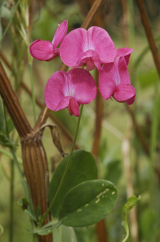 Lathyrus tuberosus. Closer.