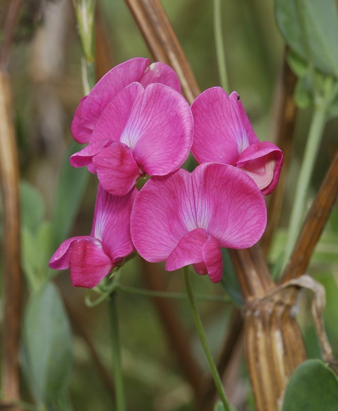 Lathyrus tuberosus. Close-up.
