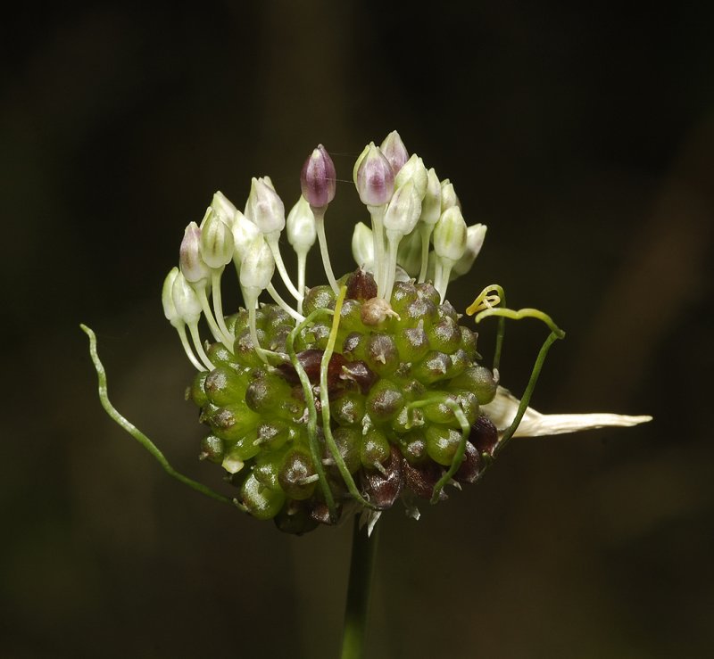 Allium vineale.