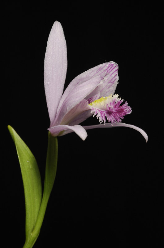 Pogonia ophioglossoides. Close-up side.