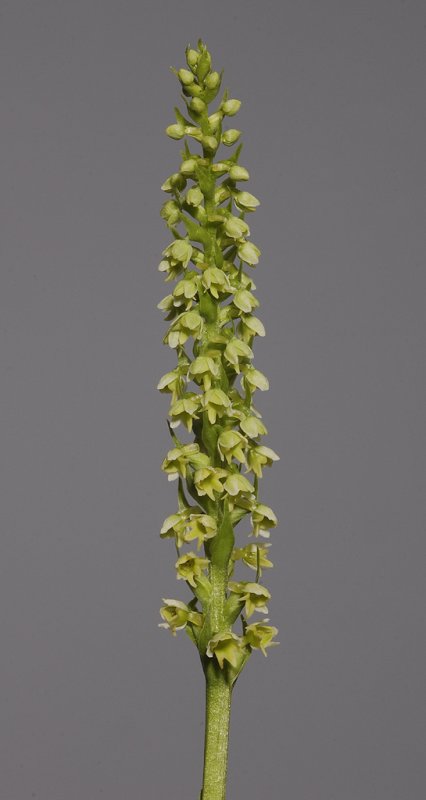 Pseudorchis albida. Closer.