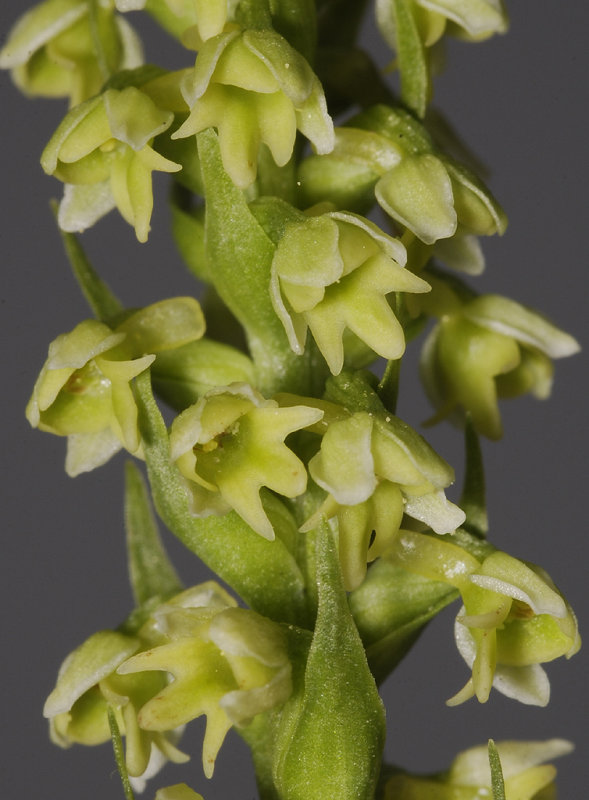 Pseudorchis albida. Close-up.