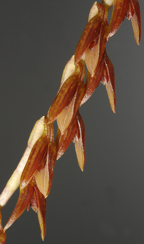 Pleurothallis teres. Close-up.